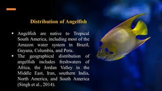 Angelfish: Introduction and Importance... | PDF