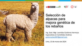 Selección de
alpacas para
mejora genética de
los rebaños
Ing. Zoot. Mgt. Leonidas Gutiérrez Hermoza
Especialista en Camélidos Andinos
gutierrezleo387@gmail.com
Lima, 13 de marzo de 2024
 