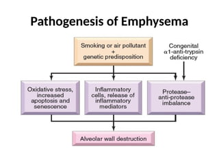 Pathogenesis of Emphysema
 