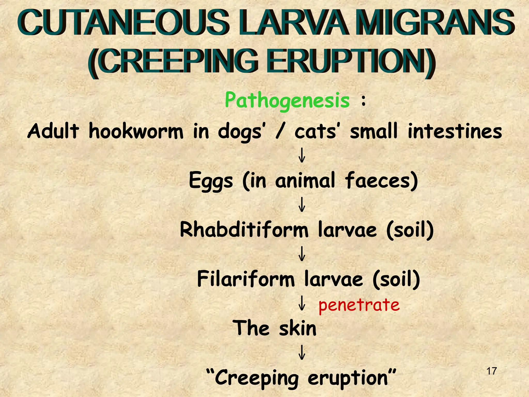 17
Pathogenesis :
Adult hookworm in dogs’ / cats’ small intestines
↓
Eggs (in animal faeces)
↓
Rhabditiform larvae (soil)
↓
Filariform larvae (soil)
↓ penetrate
The skin
↓
“Creeping eruption”
 