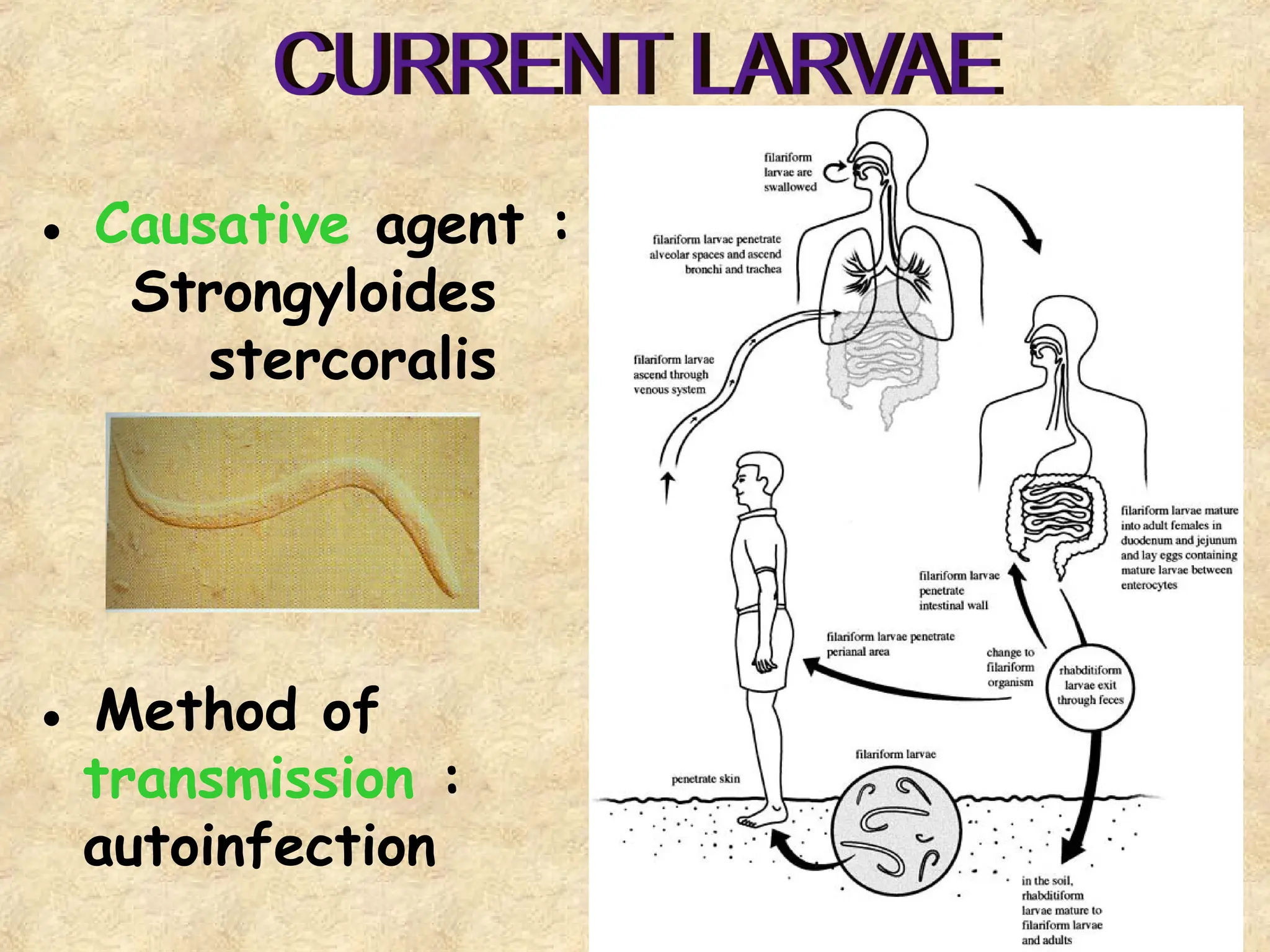 22
● Causative agent :
Strongyloides
stercoralis
● Method of
transmission :
autoinfection
 