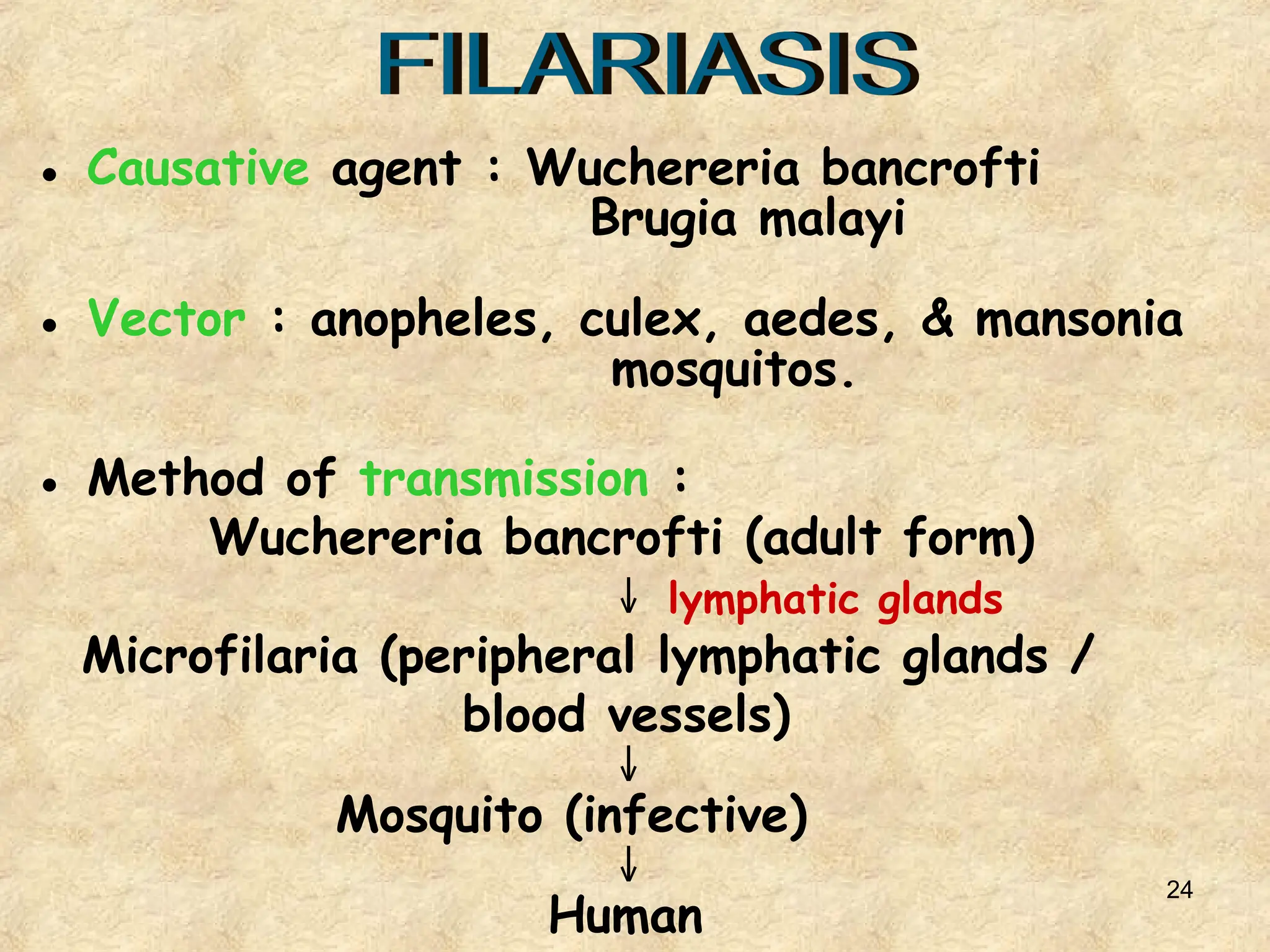 24
● Causative agent : Wuchereria bancrofti
Brugia malayi
● Vector : anopheles, culex, aedes, & mansonia
mosquitos.
● Method of transmission :
Wuchereria bancrofti (adult form)
↓ lymphatic glands
Microfilaria (peripheral lymphatic glands /
blood vessels)
↓
Mosquito (infective)
↓
Human
 