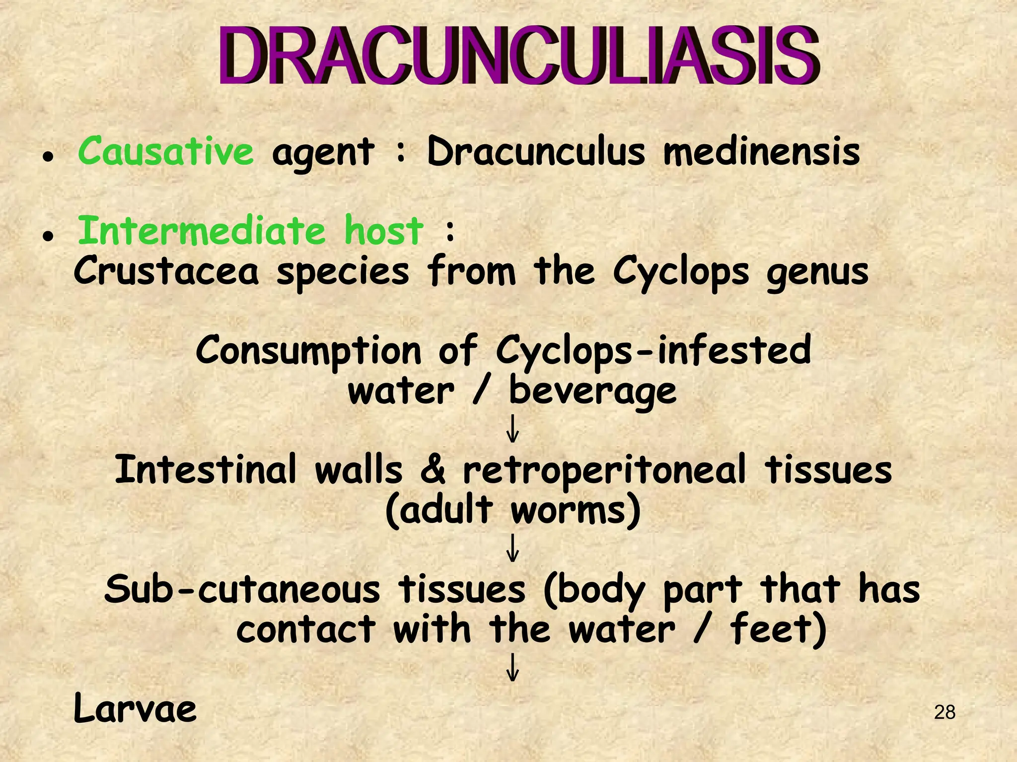 28
● Causative agent : Dracunculus medinensis
● Intermediate host :
Crustacea species from the Cyclops genus
Consumption of Cyclops-infested
water / beverage
↓
Intestinal walls & retroperitoneal tissues
(adult worms)
↓
Sub-cutaneous tissues (body part that has
contact with the water / feet)
↓
Larvae
 