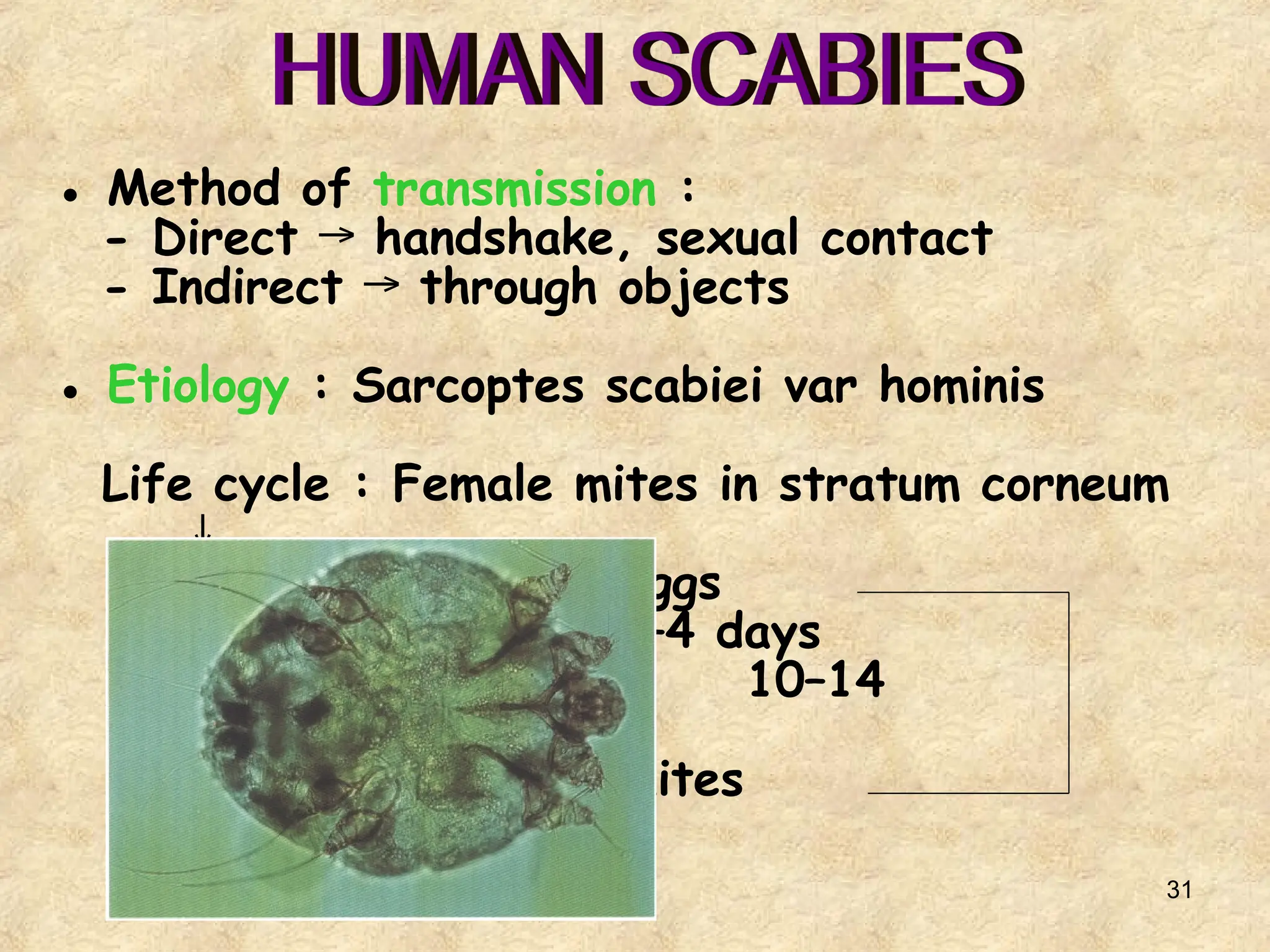 31
● Method of transmission :
- Direct handshake, sexual contact
→
- Indirect through objects
→
● Etiology : Sarcoptes scabiei var hominis
Life cycle : Female mites in stratum corneum
↓
Eggs
↓ 3–4 days
Larvae 10–14
↓ days
Mites
 