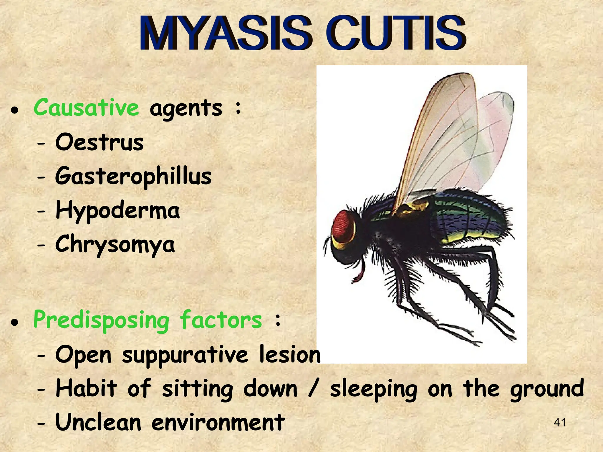 41
● Causative agents :
- Oestrus
- Gasterophillus
- Hypoderma
- Chrysomya
● Predisposing factors :
- Open suppurative lesion
- Habit of sitting down / sleeping on the ground
- Unclean environment
 