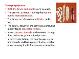 Entomology ppt pest of stored product and their management pt | PPTX