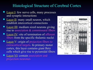 Cerebrum and cortical areas of cerebrum.ppt