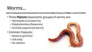Worm Order Comparative Study of Nematodes, Platyhelminthes, and Annelids: Worm ...