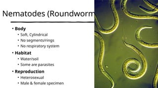 Comparative Study of Nematodes, Platyhelminthes, and Annelids: Worm ...