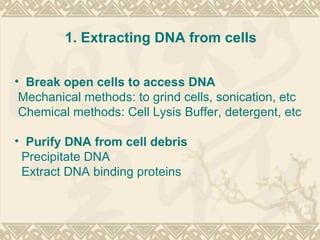 Section 13 2 Manipulating Dna , Chapter 13 Genetic Engineering, SE – GZPFK