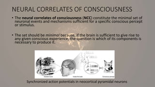 NEURAL CORRELATES OF CONSCIOUSNESS
• The neural correlates of consciousness (NCC) constitute the minimal set of
neuronal events and mechanisms sufficient for a specific conscious percept
or stimulus.
• The set should be minimal because, if the brain is sufficient to give rise to
any given conscious experience, the question is which of its components is
necessary to produce it.
Synchronized action potentials in neocortical pyramidal neurons
 