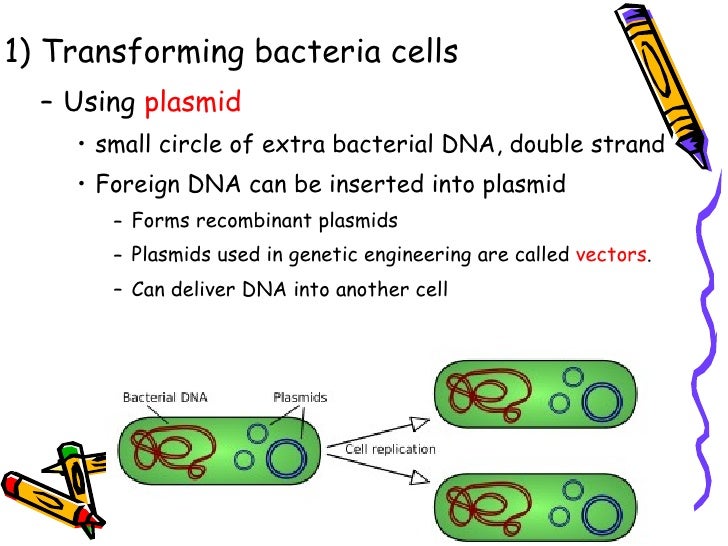 13-3 cell transformation