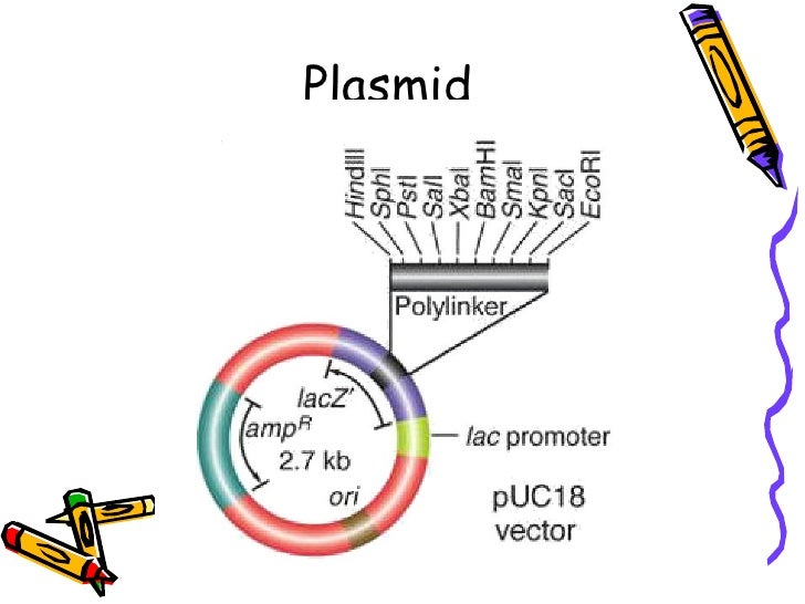 13-3 cell transformation