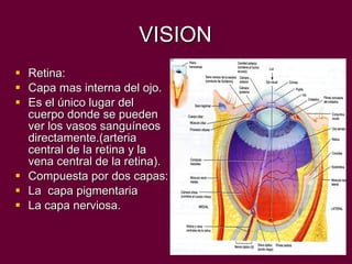 VISION Retina: Capa mas interna del ojo. Es el único lugar del cuerpo donde se pueden ver los vasos sanguíneos directamente.(arteria central de la retina y la vena central de la retina). Compuesta por dos capas: La  capa pigmentaria La capa nerviosa. 