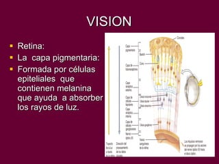 VISION Retina: La  capa pigmentaria: Formada por células epiteliales  que contienen melanina que ayuda  a absorber los rayos de luz.  