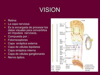 VISION Retina: La capa nerviosa: Es la encargada de procesar los datos visuales para convertirlos en impulsos  nerviosos. Compuesta por : Fotorreceptores Capa  sináptica externa Capa de células bipolares Capa sináptica interna Capa de células ganglionares Nervio òptico. 