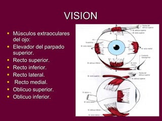 VISION Músculos extraoculares del ojo: Elevador del parpado superior. Recto superior. Recto inferior. Recto lateral. Recto medial. Oblicuo superior. Oblicuo inferior. 