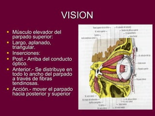 VISION Músculo elevador del parpado superior: Largo, aplanado, triangular. Inserciones: Post.- Arriba del conducto óptico. Anterior.- Se distribuye en todo lo ancho del parpado a través de fibras tendinosas. Acción.- mover el parpado hacia posterior y superior 