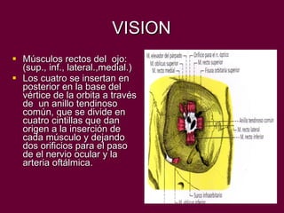VISION Músculos rectos del  ojo: (sup., inf., lateral.,medial.) Los cuatro se insertan en posterior en la base del vértice de la orbita a través de  un anillo tendinoso común, que se divide en cuatro cintillas que dan origen a la inserción de cada músculo y dejando dos orificios para el paso de el nervio ocular y la arteria oftálmica. 