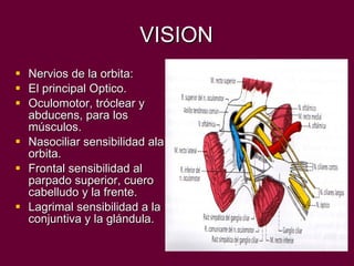 VISION Nervios de la orbita: El principal Optico. Oculomotor, tróclear y abducens, para los músculos. Nasociliar sensibilidad ala orbita. Frontal sensibilidad al parpado superior, cuero cabelludo y la frente. Lagrimal sensibilidad a la conjuntiva y la glándula.  
