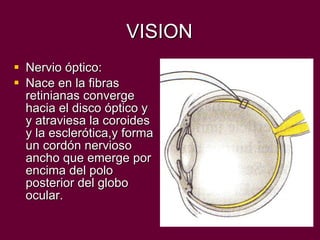 VISION Nervio óptico: Nace en la fibras retinianas converge hacia el disco óptico y y atraviesa la coroides y la esclerótica,y forma un cordón nervioso ancho que emerge por encima del polo posterior del globo ocular. 