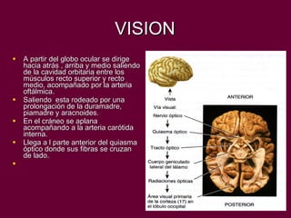 VISION A partir del globo ocular se dirige hacia atrás , arriba y medio saliendo de la cavidad orbitaria entre los músculos recto superior y recto medio, acompañado por la arteria oftálmica. Saliendo  esta rodeado por una prolongación de la duramadre, piamadre y aracnoides. En el cráneo se aplana acompañando a la arteria carótida interna. Llega a l parte anterior del quiasma óptico donde sus fibras se cruzan de lado. 