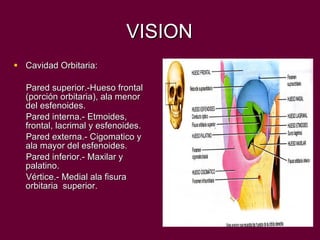VISION Cavidad Orbitaria: Pared superior.-Hueso frontal (porción orbitaria), ala menor del esfenoides. Pared interna.- Etmoides, frontal, lacrimal y esfenoides. Pared externa.- Cigomatico y ala mayor del esfenoides. Pared inferior.- Maxilar y palatino. Vértice.- Medial ala fisura orbitaria  superior. 