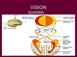 VISION QUIASMA 