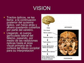 VISION Tractos ópticos, se les llama  a la continuación posterior del quiasma óptico, van hacia atrás y afuera quedando cubiertos por parte del cerebro. Llegando  al cuerpo geniculado lateral del tálamo, pasando, por medio de las radiaciones ópticas hasta el área visual primaria de la corteza del lóbulo occipital para su interpretacion 