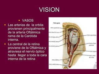 VISION VASOS Las arterias de  la orbita provienen principalmente de la arteria Oftálmica  rama de la Carótida interna. La central de la retina proviene de la Oftálmica y atraviesa el nervio óptico hasta  llegar a toda la cara interna de la retina 