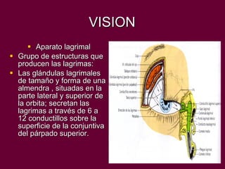 VISION Aparato lagrimal Grupo de estructuras que producen las lagrimas: Las glándulas lagrimales de tamaño y forma de una almendra , situadas en la parte lateral y superior de la orbita; secretan las lagrimas a través de 6 a 12 conductillos sobre la superficie de la conjuntiva del párpado superior.  