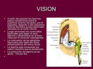 VISION A partir del párpado las lagrimas pasan medialmente sobre la superficie anterior del globo, por el parpadeo, llegando a dos pequeños orificios llamados puntos lagrimales ubicados en el canto interno. Luego atraviesan los conductillos lagrimales para llegar al saco lagrimal y desembocar en el área nasal por el conducto nasolagrimal. La innervación de las glándulas lagrimales esta dada por fibras parasimpáticos del nervio facial. La lagrima esta compuesta por sales y lisozima que es bactericida. La producción de lagrima es de aprox.  1ml por día. 