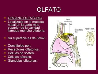 OLFATO ORGANO OLFATORIO Localizado en la mucosa nasal en la parte mas superior de la cavidad  llamada mancha olfatoria. Su superficie es de 5cm2. Constituido por: Receptores olfatorios. Células de sostén. Células básales. Glándulas olfatorias. 