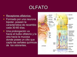 OLFATO Receptores olfatorios: Formado por una neurona bipolar, poseen la característica de recambio cada 30-60 días. Una prolongación va  hacia el bulbo olfatorio y la otra hacia la mucosa donde posee un cilio que capta las señales químicas de  los odorantes. 