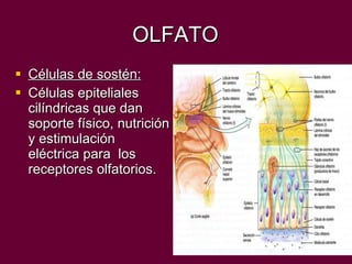 OLFATO Células de sostén: Células epiteliales  cilíndricas que dan soporte físico, nutrición y estimulación eléctrica para  los receptores olfatorios. 