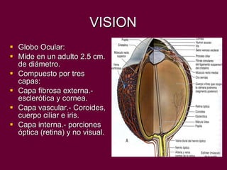 VISION Globo Ocular: Mide en un adulto 2.5 cm. de diámetro. Compuesto por tres  capas: Capa fibrosa externa.-esclerótica y cornea. Capa vascular.- Coroides, cuerpo ciliar e iris. Capa interna.- porciones óptica (retina) y no visual. 