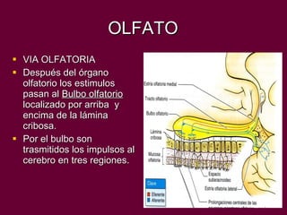 OLFATO VIA OLFATORIA Después del órgano olfatorio los estimulos pasan al  Bulbo olfatorio  localizado por arriba  y encima de la lámina cribosa. Por el bulbo son trasmitidos los impulsos al cerebro en tres regiones.  