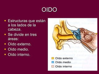 OIDO Estructuras que están a los lados de la cabeza. Se divide en tres áreas: Oído externo. Oído medio. Oído interno. 