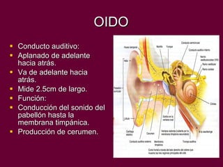OIDO Conducto auditivo: Aplanado de adelante hacia atrás. Va de adelante hacia atrás. Mide 2.5cm de largo. Función: Conducción del sonido del pabellón hasta la membrana timpánica. Producción de cerumen. 