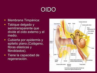 OIDO Membrana Timpánica: Tabique delgado y semitransparente que divide el oído externo y el medio. Cubierta por epidermis y epitelio plano.(Colágeno, fibras elásticas y fibroblastos). Tiene la capacidad de regeneración. 