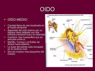 OIDO OÍDO MEDIO: Cavidad llena de aire localizada en el hueso temporal. Separada del oído interno por un tabique óseo delgado con dos orificios.(ventana oval y la redonda). Contiene  tres huesecillos que se articulan entre si. Martillo, Yunque y el Estibo de afuera hacia adentro. La base del estribo esta encajada en la ventana oval. Son los huesos mas pequeños del cuerpo. 