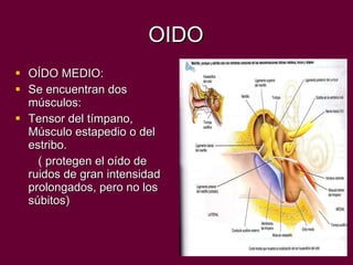 OIDO OÍDO MEDIO: Se encuentran dos músculos:  Tensor del tímpano, Músculo estapedio o del estribo. ( protegen el oído de ruidos de gran intensidad prolongados, pero no los súbitos) 