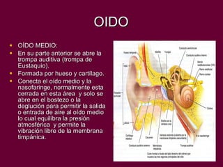 OIDO OÍDO MEDIO: En su parte anterior se abre la trompa auditiva (trompa de Eustaquio). Formada por hueso y cartílago. Conecta el oído medio y la nasofaringe, normalmente esta cerrada en esta área  y solo se abre en el bostezo o la deglución para permitir la salida o entrada de aire al oído medio lo cual equilibra la presión atmosférica  y permite la vibración libre de la membrana timpánica.  
