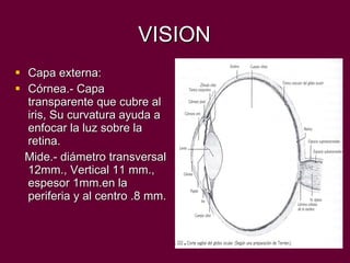 VISION Capa externa: Córnea.- Capa transparente que cubre al iris, Su curvatura ayuda a enfocar la luz sobre la retina. Mide.- diámetro transversal 12mm., Vertical 11 mm., espesor 1mm.en la periferia y al centro .8 mm. 