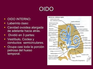 OIDO OIDO INTERNO: Laberinto óseo: Cavidad ovoidea alargada de adelante hacia atrás. Dividió en 3 partes: Vestíbulo, Coclea y  conductos  semicirculares. Ocupa casi toda la porción petrosa del hueso temporal. 
