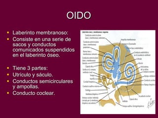 OIDO Laberinto membranoso: Consiste en una serie de sacos y conductos comunicados suspendidos en el laberinto óseo. Tiene 3 partes: Utrículo y sáculo. Conductos semicirculares y ampollas. Conducto coclear. 