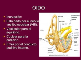 OIDO Inervación: Esta dado por el nervio vestibulococlear (VIII), Vestibular para el equilibrio. Coclear para la audición. Entra por el conducto auditivo interno. 
