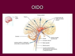 OIDO 