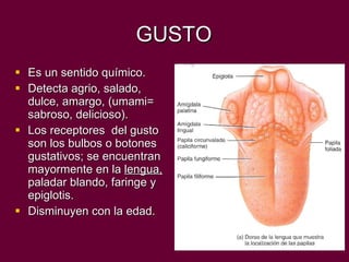 GUSTO Es un sentido químico. Detecta agrio, salado, dulce, amargo, (umami= sabroso, delicioso). Los receptores  del gusto son los bulbos o botones gustativos; se encuentran mayormente en la  lengua,  paladar blando, faringe y epiglotis. Disminuyen con la edad.  