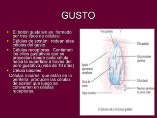 GUSTO El botón gustativo es  formado por tres tipos de células: Células de sostén:  rodean alas células del gusto. Células receptoras:  Contienen los cilios gustativos que se proyectan desde cada célula hacia la superficie a través del poro gustativo.(vida de 10 días) Célula básales: Células madres  que están en la periferia  producen las células de sostén que luego se convierten en células receptoras.  